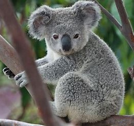 Koala Bear