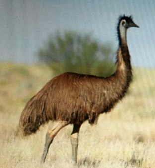 Emu