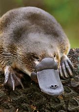 Platypus