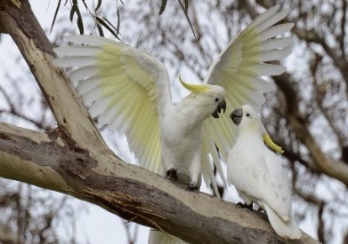 Cockatoos