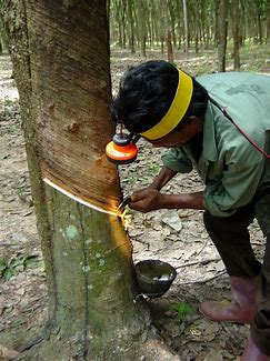 Tapping rubber tree