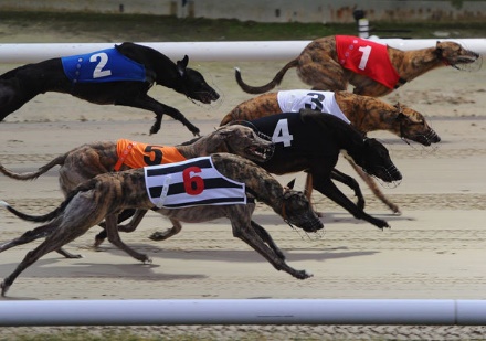 Greyhound racing