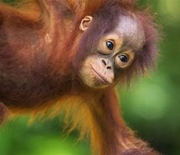 Orangutan